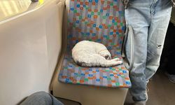 Eskişehir'de tramvaya bu kez bir kedi bindi; Sakinliğiyle dikkat çekti