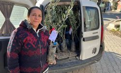 Eskişehir Büyükşehir Belediyesi’nin zeytin fidanı desteği iki ilçeye daha ulaştı