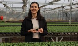 Eskişehir'de 410 bin menekşe tohumu ektiler