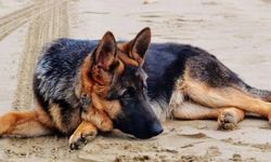 Eskişehir'de sahipsiz hayvanlar için mecliste önemli bir karar alındı