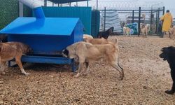 Eskişehir Kent Konseyi’nden sokak hayvanları için kritik uyarı: "Bu yük taşınamaz"