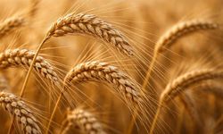 Eskişehir’de buğday kazandırmıyor; Burhan Çelikoğlu açıkladı