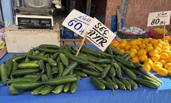 Eskişehir’de salatalık fiyatı iki haftada yarı yarıya düştü