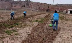 Eskişehir'de yükümlüler doğayla rehabilite oluyor; 250 meyve fidanı yeşeriyor
