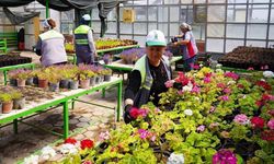 Tepebaşı’nda üretilen çiçeklerle yeşil alanlar güçlendiriliyor