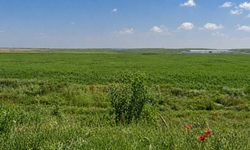 Çifteler Kaymakamlığı’ndan üç taşınmaz için satış ihalesi