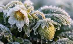 Eskişehir dahil birçok ilde zirai don riski; Çiftçiler dikkat