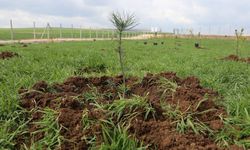 Eskişehir’de evlenen çiftler adına fidan dikiliyor