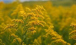 Eskişehir’de kadın çiftçilere altın otu yetiştiriciliği eğitimi verildi