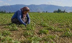 Eskişehir’de yüzlerce çiftçiye b-reçete sistemi eğitimi verildi