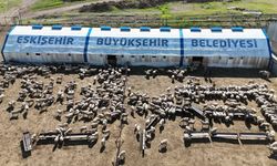 Eskişehir’de küçükbaşta bereket: 4 ayda 800 kuzu doğdu