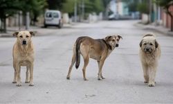 Mustafa Destici’den sokak köpekleri açıklaması: “Bu bir güvenlik meselesidir”