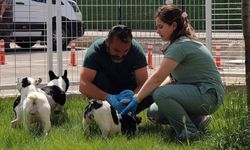 Eskişehir Büyükşehir Belediyesi 9 köpeğe yeni yuva oldu
