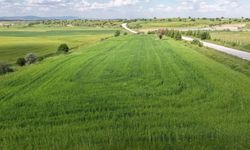 Eskişehir’de 5 bin yıllık buğday yeniden başak verdi