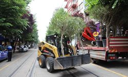 Eskişehir’de zakkumlar yeniden caddeyi süslemeye başladı