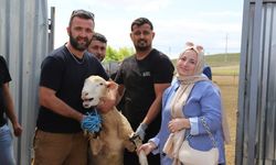 Eskişehir'in o ilçesinde üreticilere damızlık koç desteği sağlandı