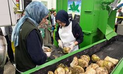 Eskişehir'de şeker pancarı kampanyası başladı