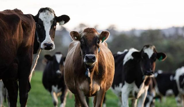 Ediz Ün: "Çiftçi desteklenmeden bu gidişin durması mümkün değil"