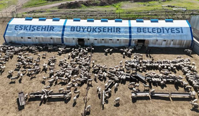 Eskişehir’de küçükbaşta bereket: 4 ayda 800 kuzu doğdu