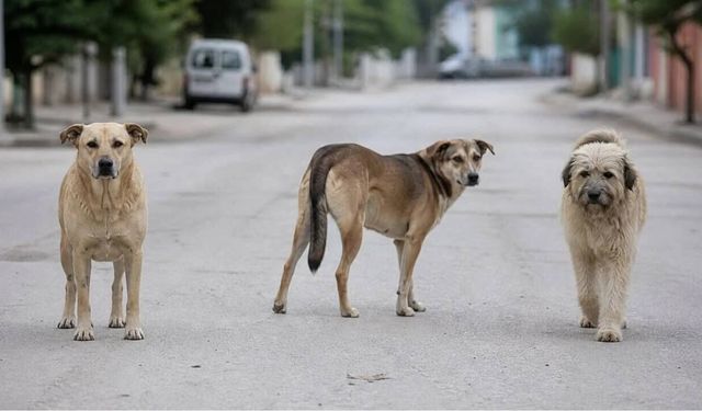 Mustafa Destici’den sokak köpekleri açıklaması: “Bu bir güvenlik meselesidir”