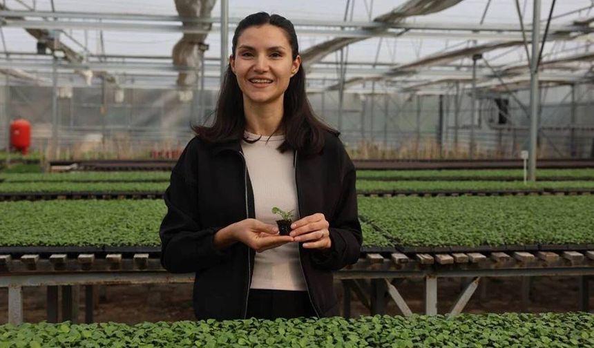 Eskişehir'de 410 bin menekşe tohumu ektiler