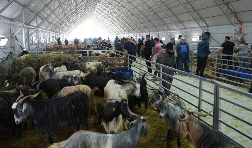 Eskişehir Hayvan Pazarı’nda bayramın ilk günü yoğunluğu