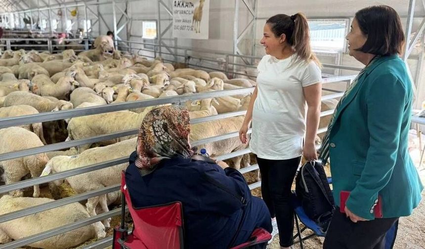 Jale Nur Süllü: “Hayvan pazarında umut değil geçim derdi konuşuluyor”