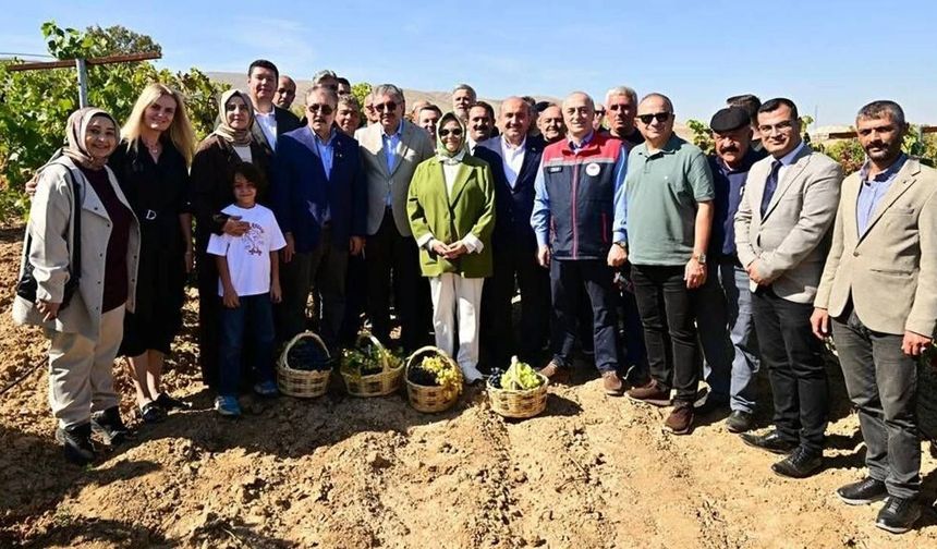 820 yıllık Selçuklu köyünde üzüm hasadı heyecanı