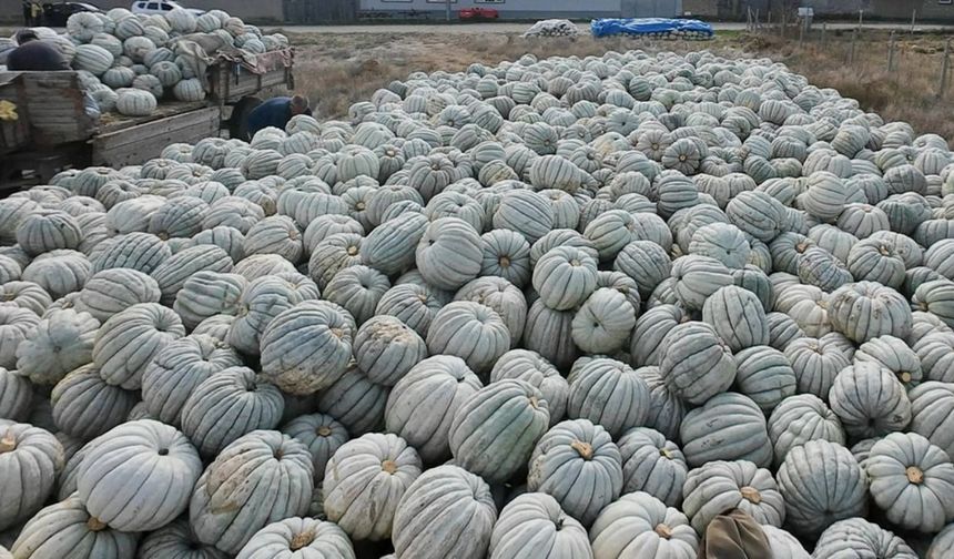 Kızılinler bal kabağı için akademisyenler Eskişehir’de buluşacak