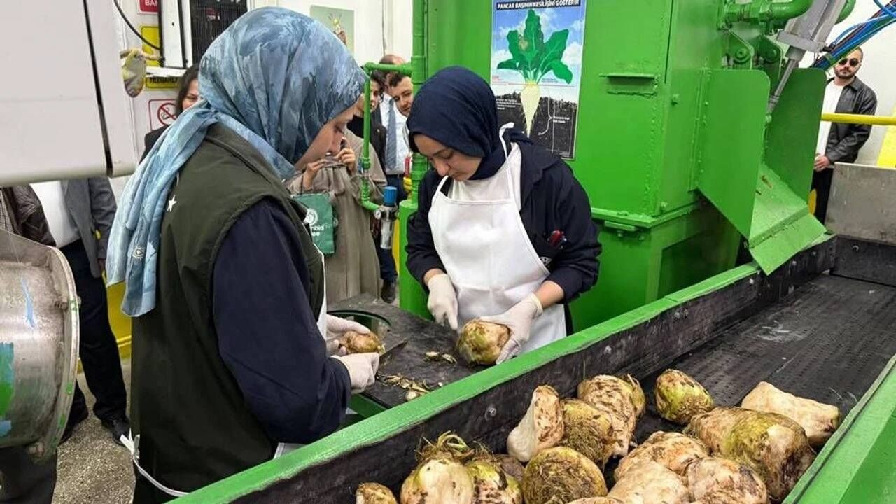 Eskişehir'de şeker pancarı kampanyası başladı