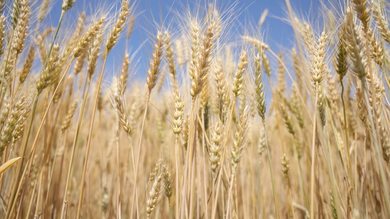 Odunpazarı Belediyesinden ihtiyaç sahibi ailelere 1,6 ton un desteği